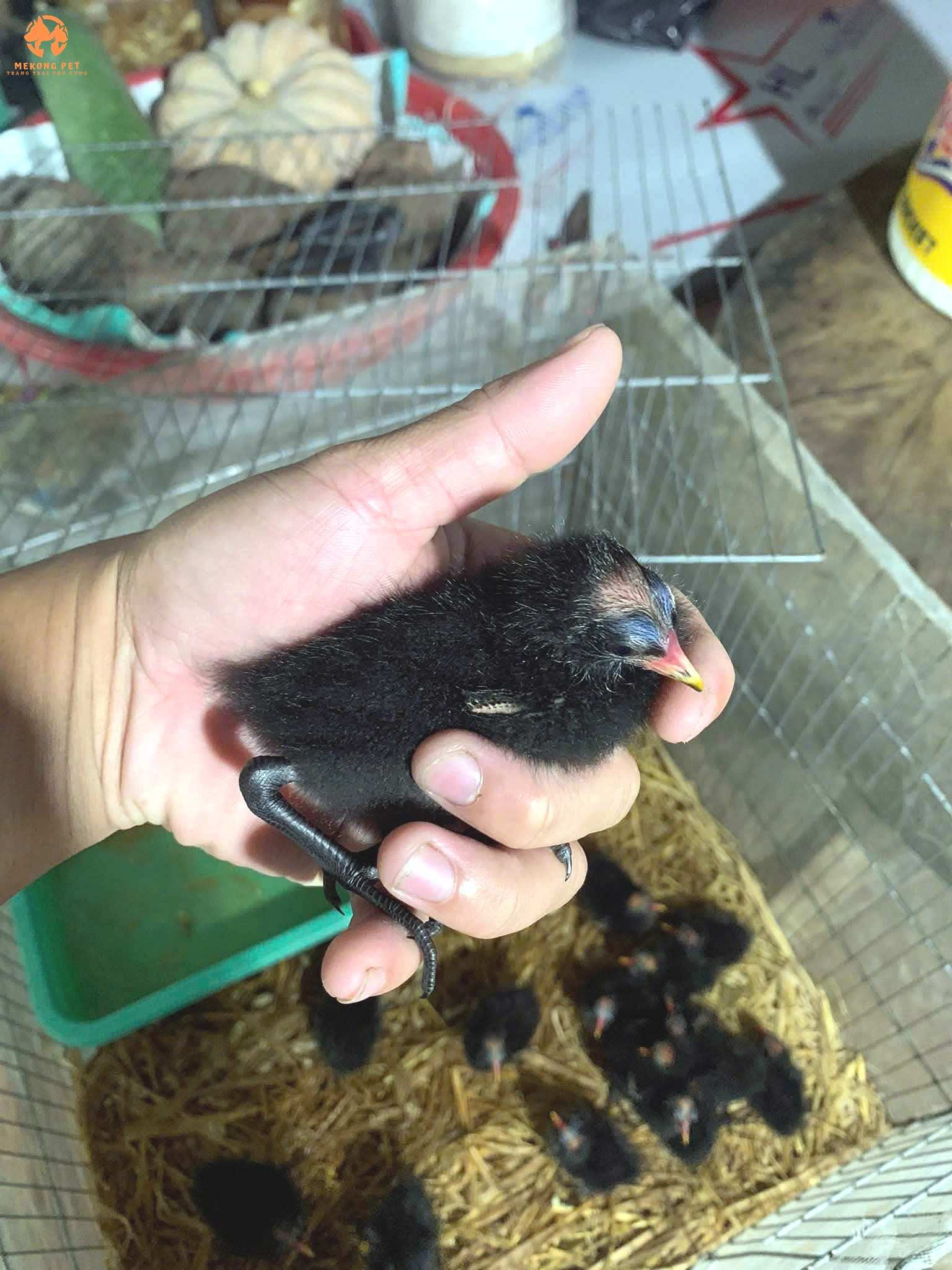 Chim trích tré con non được bán với giá rẻ 300k/ con